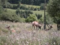 Freisen - Natur-Wildpark